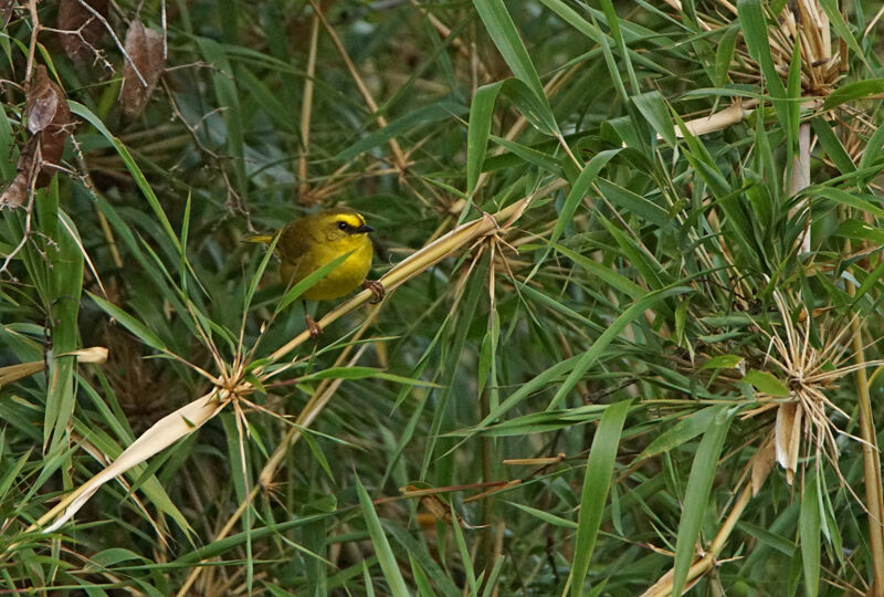 Citrine Warbler