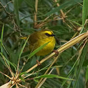 Citrine Warbler