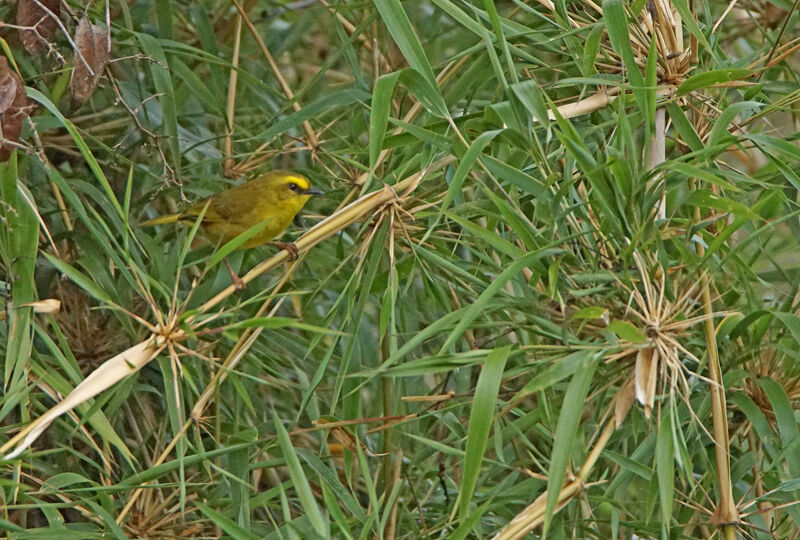 Paruline citrine