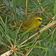 Citrine Warbler