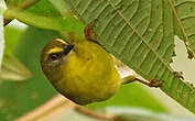 Paruline citrine