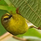 Paruline citrine