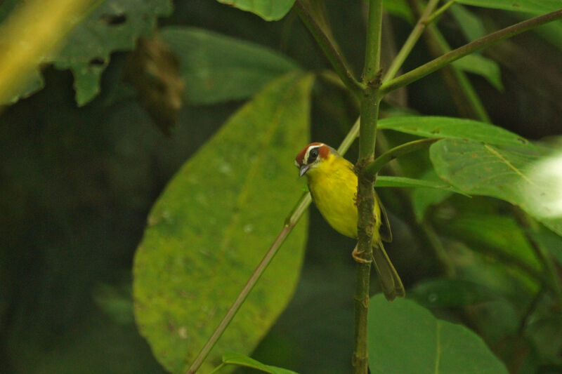 Paruline de Delattre