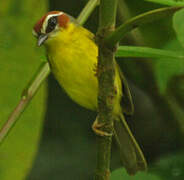 Chestnut-capped Warbler