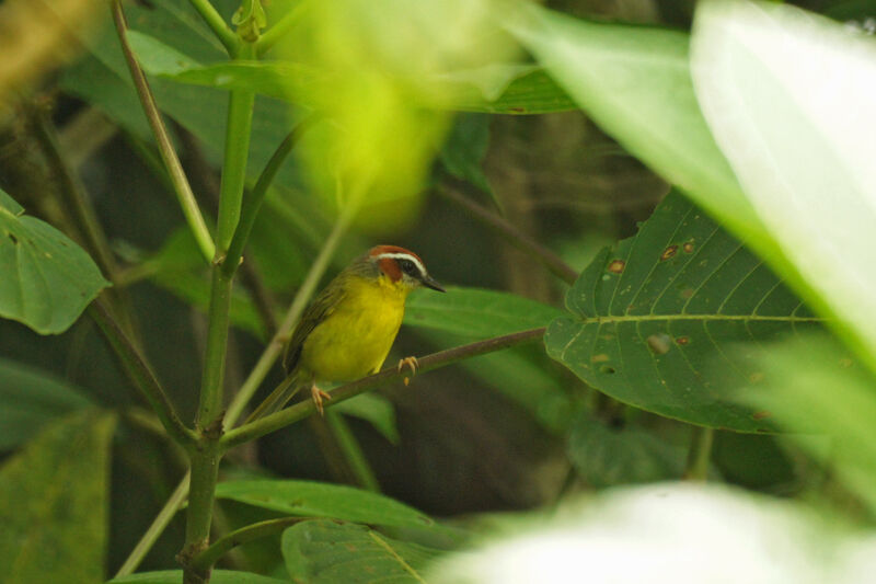 Chestnut-capped Warbler