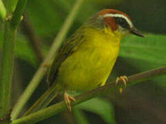 Chestnut-capped Warbler