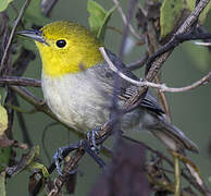 Yellow-headed Warbler
