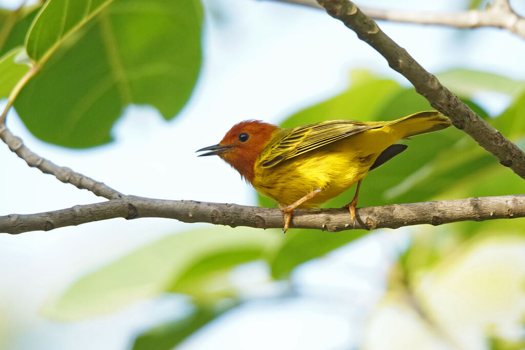 Mangrove Warbler