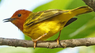 Mangrove Warbler