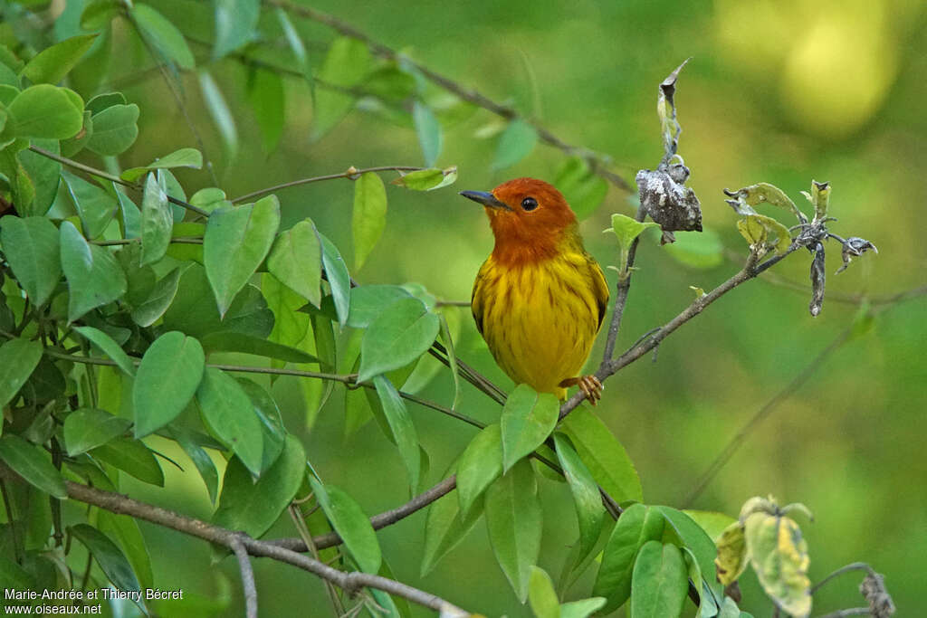 Mangrove Warbler male adult, close-up portrait