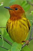 Mangrove Warbler