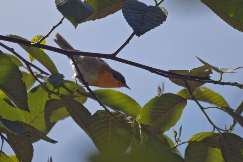 Flame-throated Warbler