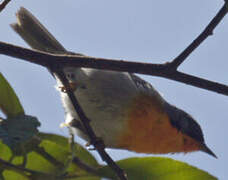 Flame-throated Warbler