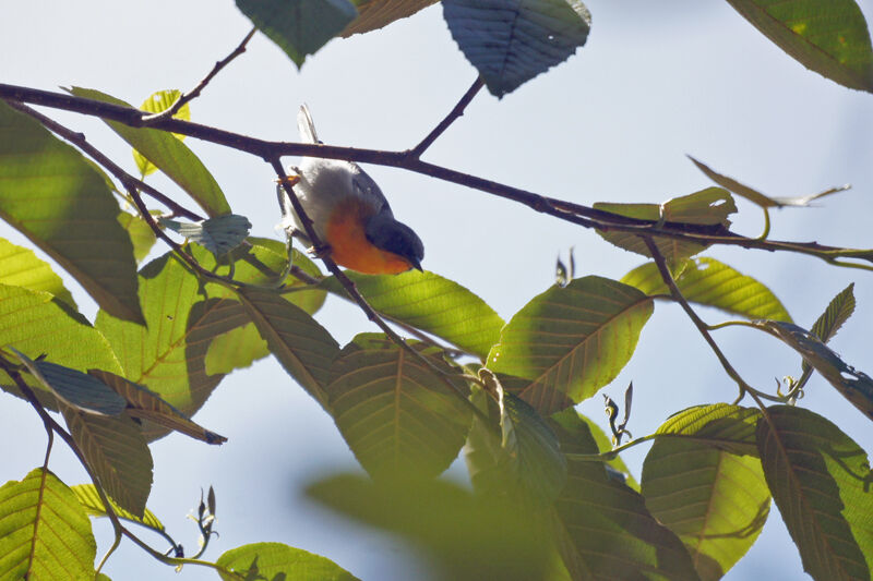 Flame-throated Warbler