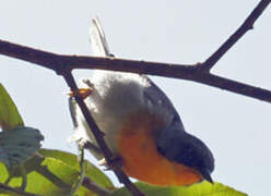 Flame-throated Warbler