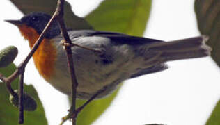 Flame-throated Warbler