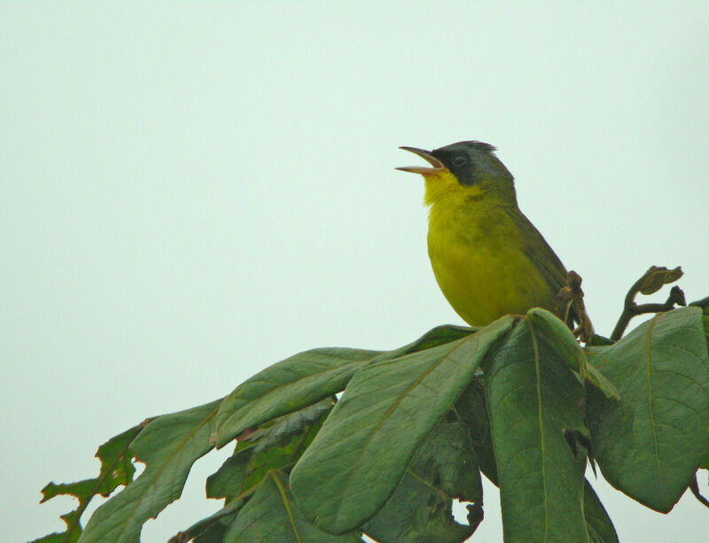 Masked Yellowthroat