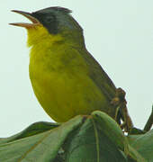 Masked Yellowthroat