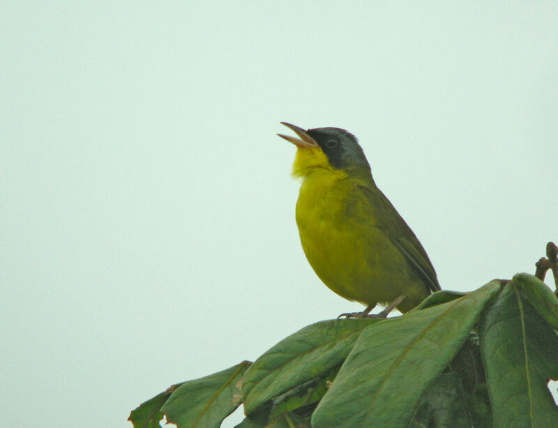 Paruline équatoriale