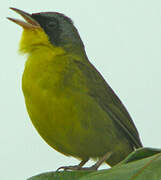 Masked Yellowthroat