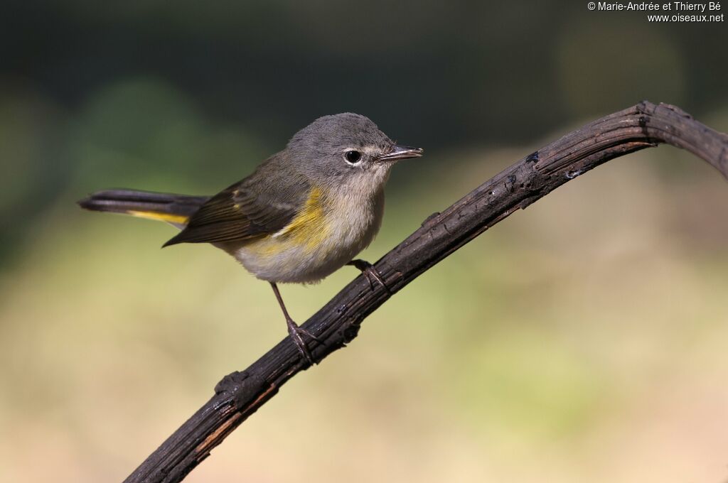 American Redstart female