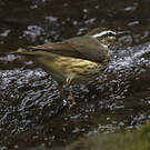 Paruline hochequeue
