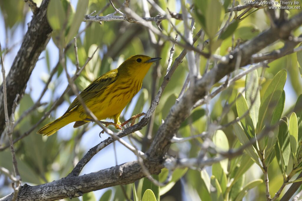 American Yellow Warbler