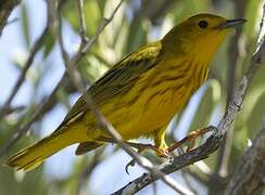 Paruline jaune