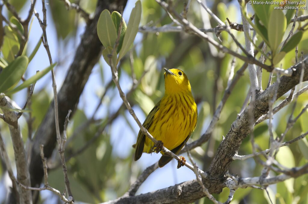 Paruline jaune mâle adulte, portrait