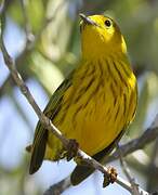 Paruline jaune