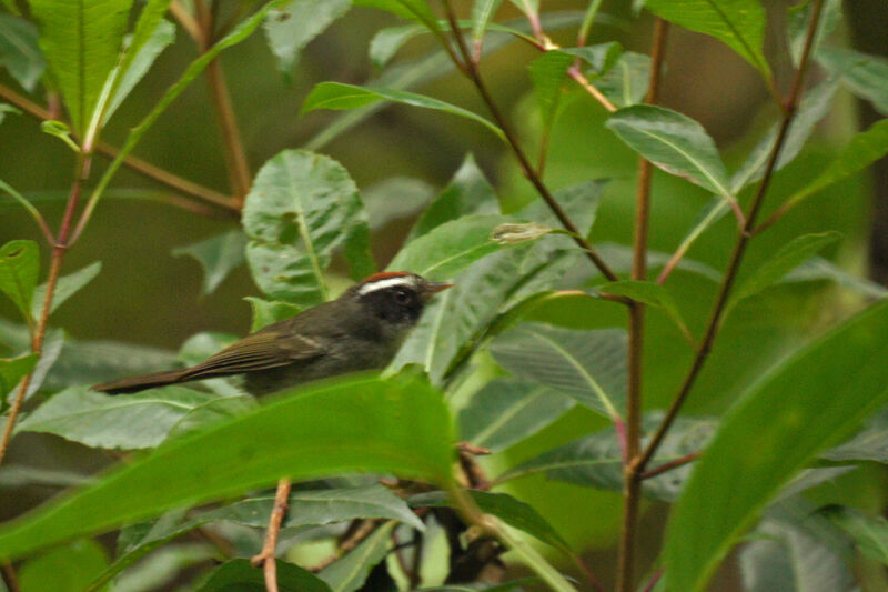 Black-cheeked Warbler