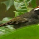 Paruline sombre