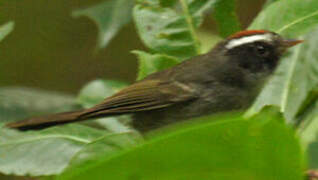 Black-cheeked Warbler