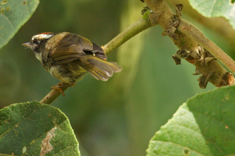 Black-cheeked Warbler