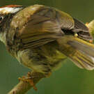 Paruline sombre