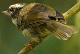 Black-cheeked Warbler