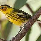 Paruline tigrée