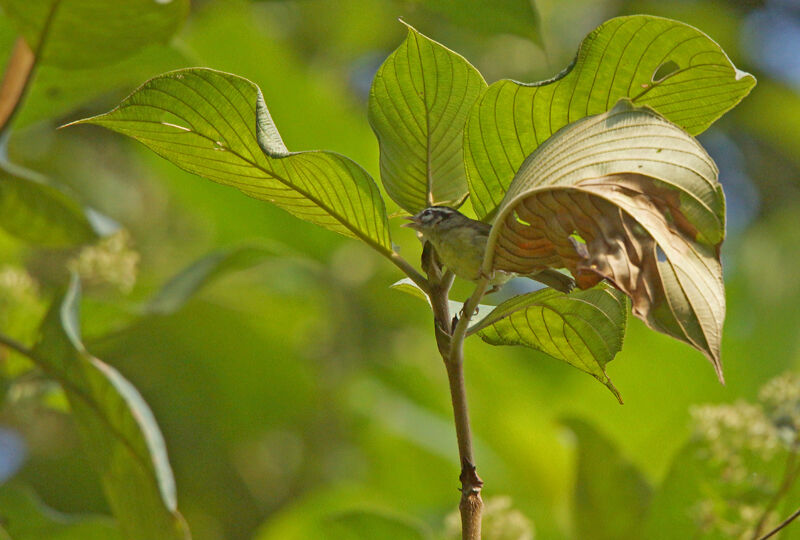 Paruline triligne