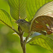 Three-striped Warbler