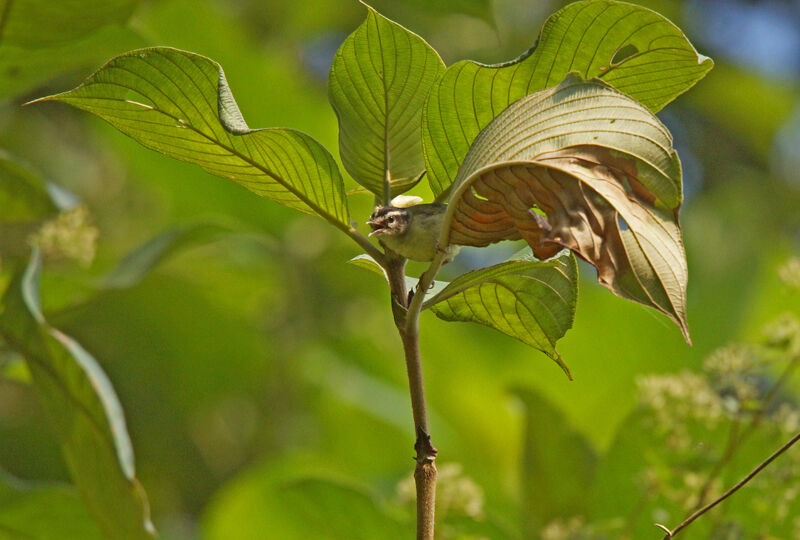 Three-striped Warbleradult, habitat, song