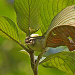 Paruline triligne