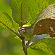 Three-striped Warbler