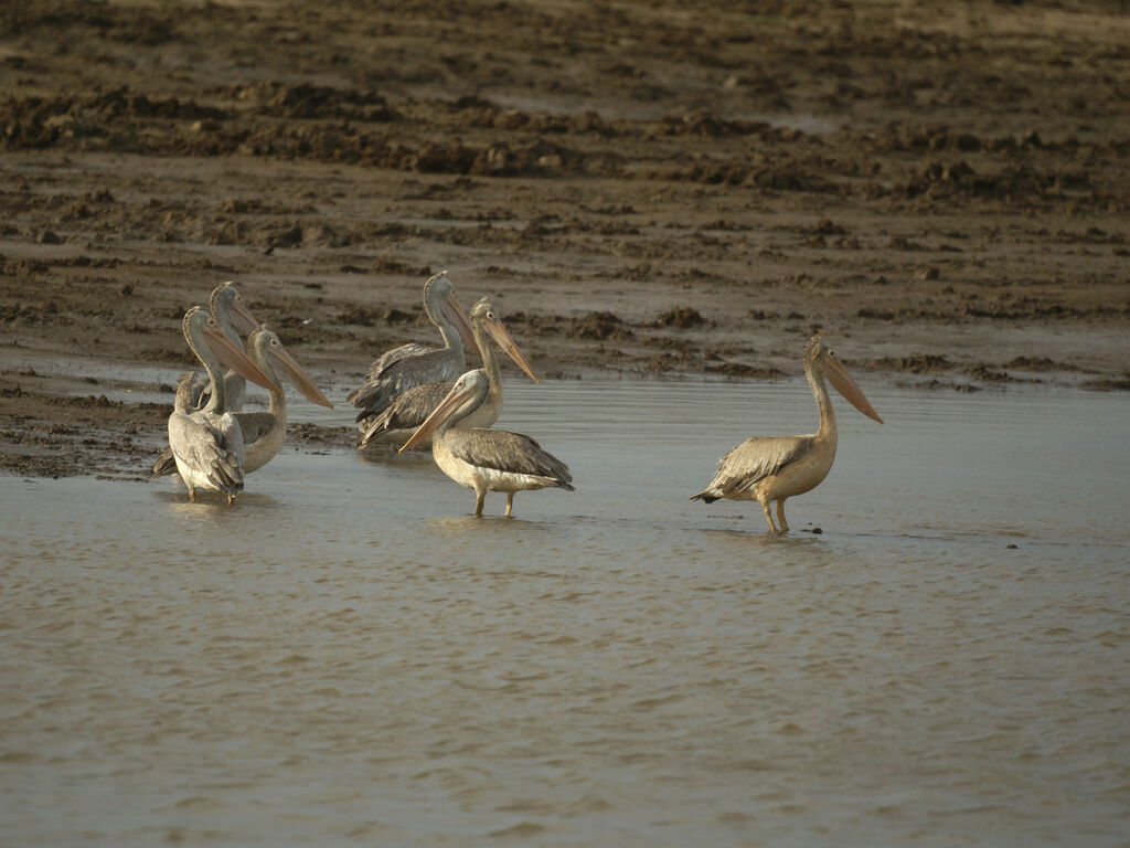 Spot-billed Pelican