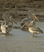 Spot-billed Pelican