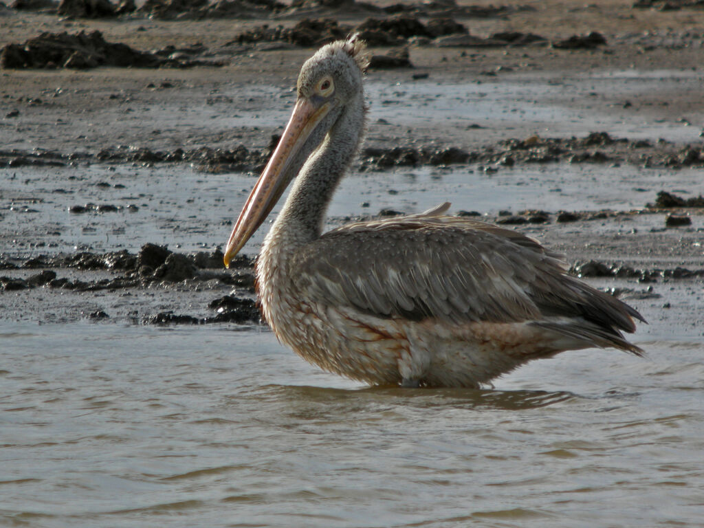 Spot-billed Pelican