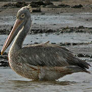 Spot-billed Pelican