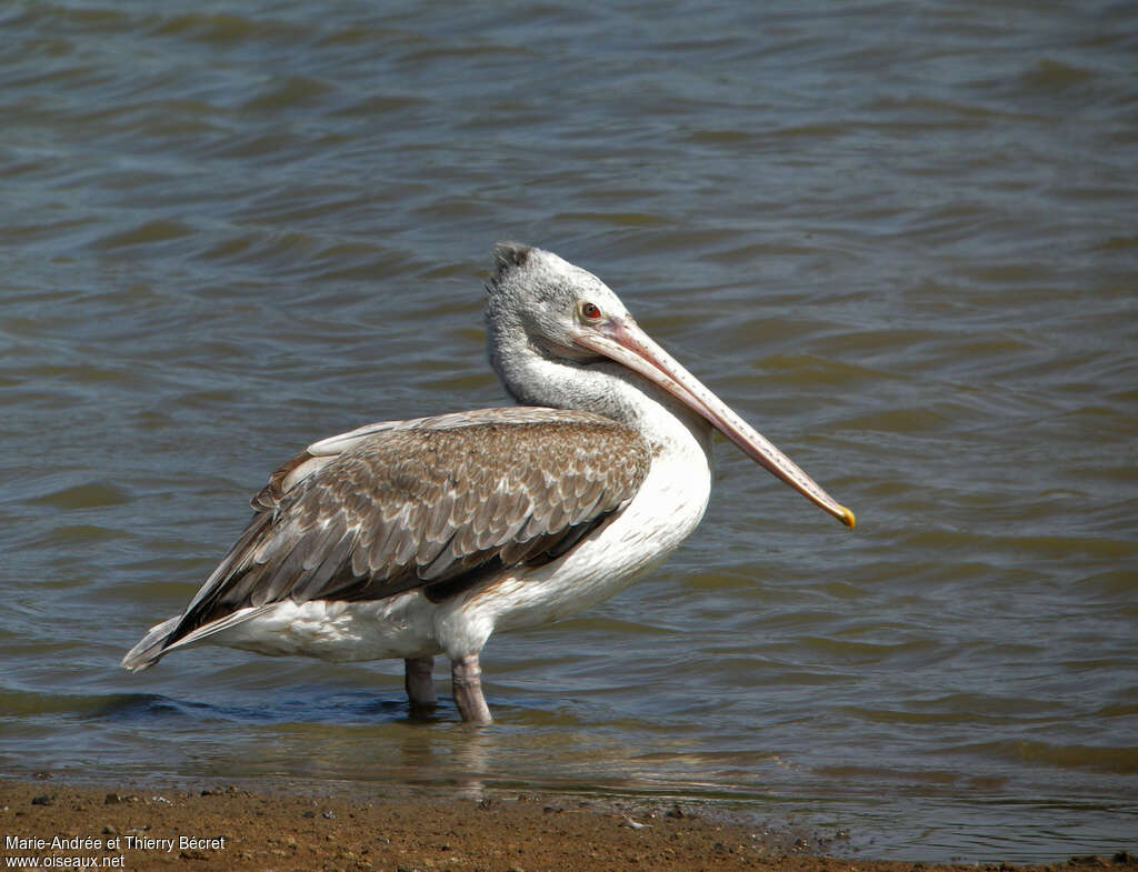 Pélican à bec tacheté, identification