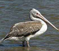 Spot-billed Pelican