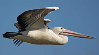 Australian Pelican