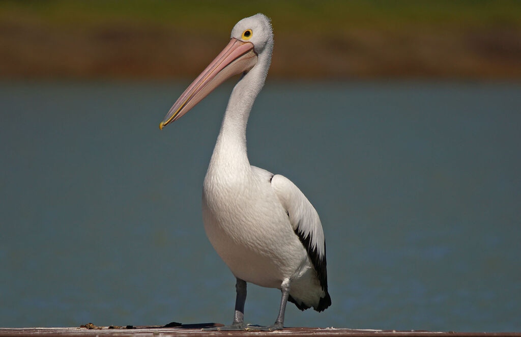 Australian Pelican